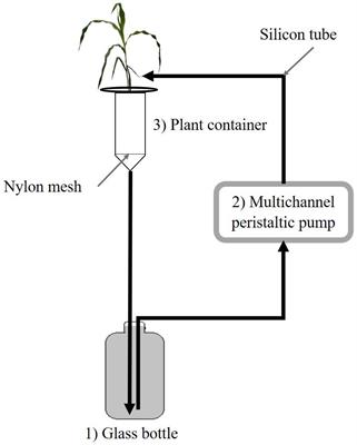 Rhizophagus irregularis MUCL 41833 Improves Phosphorus Uptake and Water Use Efficiency in Maize Plants During Recovery From Drought Stress